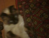 Продам сиамская, самец в Благовещенске, Найден большой кот сиамский С ошейником А районе