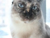 Продам кошку, самка в Санкт-Петербурге, спб, Приют "Островок надежды" дэви - красотка С