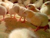 Продам яица в Воронеже, Быстрорастущие мясные цыплята-бройлеры КОББ-500 суточные и