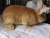 Продам заяца в Кинешме, самца, самцу 11 месяцев