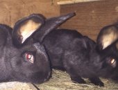 Продам заяца в Нижняи Туре, Кролики мясные мясо кроликов, Мясо кроликов, тушками, 350р