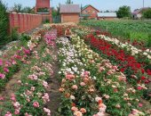 Продам комнатное растение в Тольятти, Розы в 3-х литровых горшках, Чайно-гибридные