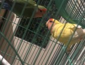 Продам птицу в Краснодаре, тся 2 попугая розовощекие неразлучники, Окрас: зеленый