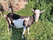 Продам козу в Нижнем Новгороде, козы дойные кроме белой ушастой, 1 фото коза порода
