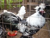 Продам с/х птицу в Борисоглебске, тся цыплята разных возрастов от суток до 2 месяцев Цена