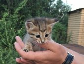 Продам кошку, самец в Белебее, Котята в добрые руки, Срочно Милые малышки в заботливые