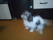 Продам собаку, самка в Таганроге, Очень милая и очаровательная весёлая игривая