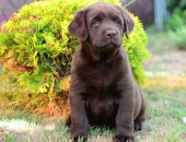 Продам собаку лабрадор, самец в Оренбурге, В Питомнике "MARCADOS POR DIOS" 21, 06, 2018