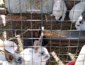 Продам заяца в Хасавюрте, Кролики, тся кролики двух месячные и месячные, цена договорная
