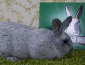 Продам заяца в Хабаровске, Кролики породы большое светлое серебро, второй по популярности