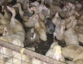 Продам с/х птицу в Фролове, Утки, Утята возрост 1, 5 месяца породы агидель, старт
