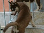 Продам собаку сибирская хаски в Пятигорске, Шикарные представители породы, перспективные