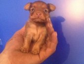 Продам собаку той-терьер в Нижнем Новгороде, Очень крохотный шоколадный длинношёрстный