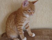 Продам кошку, самец в Пскове, Отдам бесплатно в добрые и заботливые руки рыжего котёнка