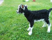 Продам козу в Пскове, тся породистые козлики от альпийско-нубийской козы и