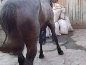 Продам лошадь в Каменске-Уральском, кобылу и мерина