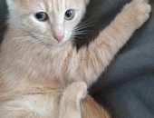 Продам кошку, самка в Лобни, Дарим рыжую девочку, около 3, 5 месяцев, Была выброшена