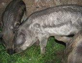 Продам свинью в Минеральных Воды, прдаю поросят венгерская мангалица 2 месяца