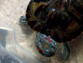 Продам в Рыбинске, Красноухая черепаха, красноухую черепаху, Возраст примерно 3, 5 года