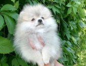 Продам собаку шпиц в Екатеринбурге, Очаровательные малыши ищут ответственных и любящих