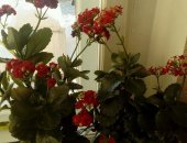 Продам комнатное растение в Шарыпове, Цветы с горшком, 1, Фиалка сиреневая, 2, Каланхоэ