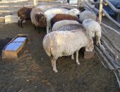 Продам барана в Юргамыше, Овцы, ярки на мясо и на расплод, сытые привитые животные