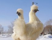 Продам с/х птицу в Киржаче, тся белые китайские шелковые цыплята, возраст разный, все