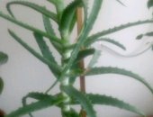 Продам комнатное растение в Энгельсе, Алоэ 4 года, вместе с горшком