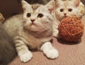 Продам британская, самец в Новосибирске, Британские котята, Чистокровные британские