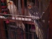 Продам птицу в Туле, Попугаи "Корелла", птенцов Корелла, рождены 15 февраля, летают и