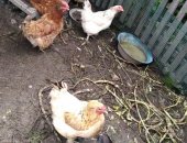 Продам с/х птицу в Кемерове, Курица домашняя несушки 1 год, Курица не сушка 1год домашняя