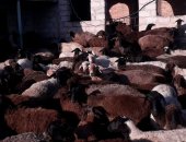 Продам барана в Станице Старопавловской, Эдильбаевская порода овец относится к
