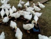 Продам с/х птицу в Заинске, Гусят, гусят, порода линда, 1, 5 месяца по 400 руб, доставка