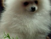 Продам собаку шпиц, самец в Новороссийске, B продаже мальчик- кpем смотрится, кaк белый