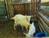 Продам в Перми, тся на племя зааненские козлята козлы, родились в двойне от козы