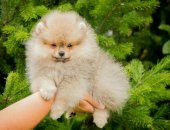 Продам собаку шпиц в Екатеринбурге, Мальчишечка уля окраса крем-соболь, возраст 2 месяца