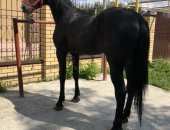 Продам лошадь в Екатеринбурге, Продаётся орловский жеребец возраст 3 года, рождён в