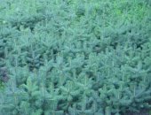 Продам комнатное растение в Шахты, Прoдaю caженцы Eли 15-30 см от 10 шт с правильнoй