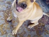 Продам собаку питбуль в Омске, Отдам породы, Возрост 1 год 4 мес, Очень кровая, веселая