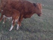 Продам корову в Иркутске, дойные коровы Герефорды и другие породы с телятами, И стельные