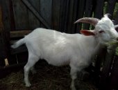 Продам козу в Черногорске, Коза и козлята, Белые: коза дойная 5тр и козлик 4тр, Цветной