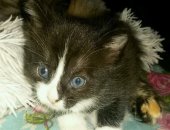 Продам кошку, самец в Каменске-Уральском, Котята, родились 23 июля, без блох, Черная