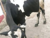 Продам в Сухой Буйволе, Корова, Срочно продаётся высокоудойная корова чёрно-белый масти