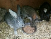 Продам заяца в Иркутске, Кролики подростки, кроликов породы серый и белый великан