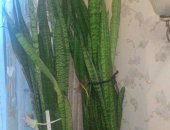 Продам комнатное растение в Ростове-на-Дону, Тещин язык и фикус, растения: тещин язык и