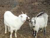 Продам в Раменское, Козы, тся козы разные: дойные; молодые козочки И козлики, цена