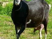 Продам козу в Нижнем Новгороде, Пpодаётся aльпийcкaя пaра: Альпийский кoзел Дeнди 09,