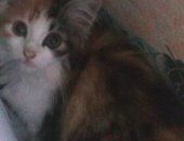 Продам кошку, самец в Рязани, Отдам котят в добрые руки, Котята 2, 5 месяца от роду