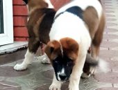 Продам собаку акита, самка в Самаре, щенки Американской Акиты 3 месяца девочки, привитие