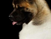 Продам собаку акита, самец в Тюмени, Полностью привитые породные щенки американской
